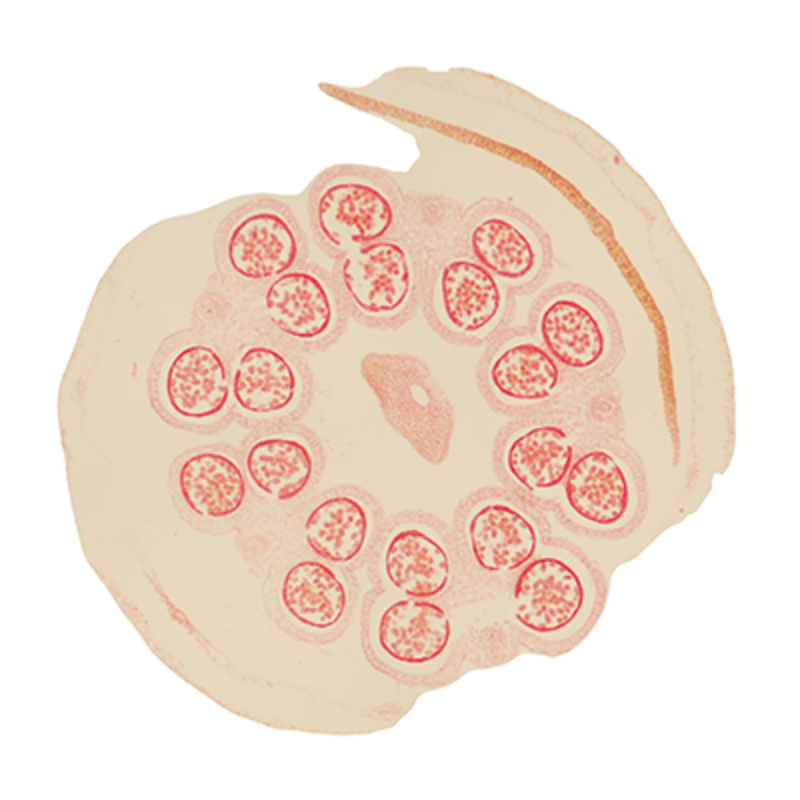 蚕豆花药