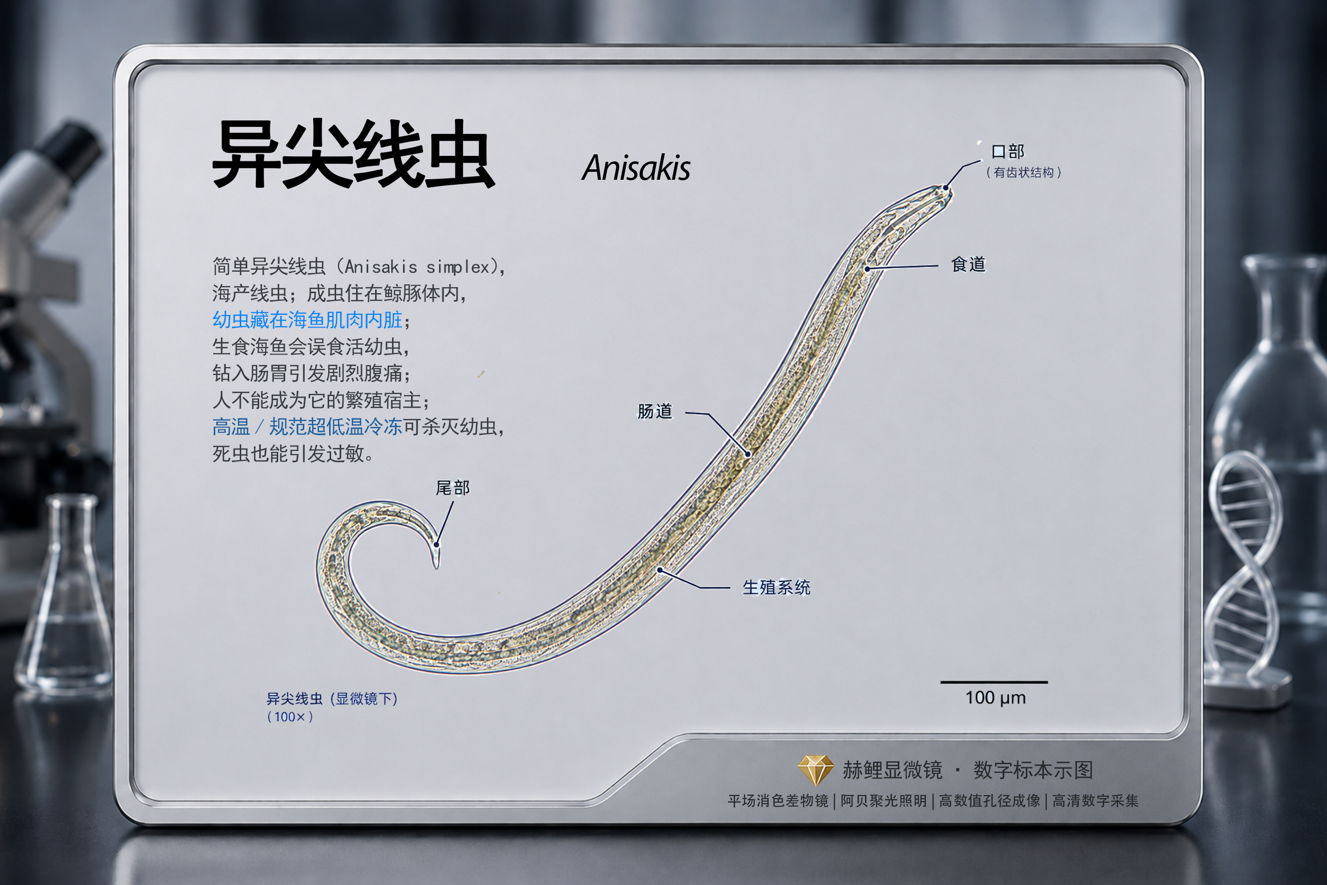异尖线虫显微镜观察介绍